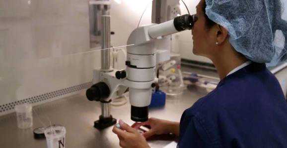 借卵保证成功:供精人工授精